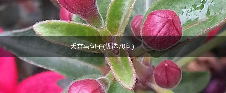 丢弃写句子(优选70句),第1张