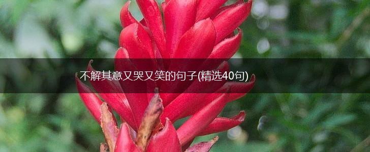不解其意又哭又笑的句子(精选40句),第1张