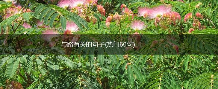 与路有关的句子(热门60句),第1张