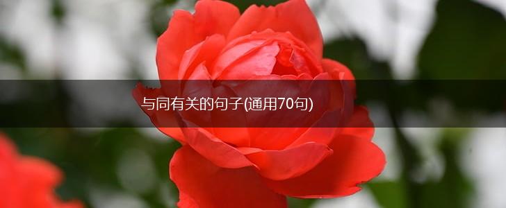 与同有关的句子(通用70句),第1张