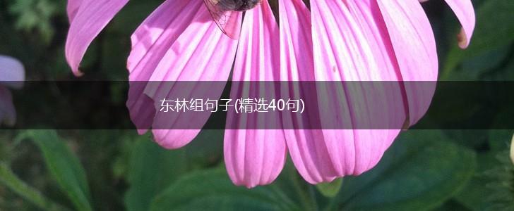 东林组句子(精选40句),第1张