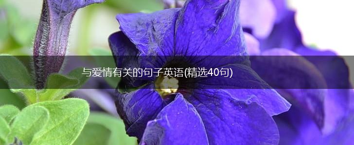 与爱情有关的句子英语(精选40句),第1张