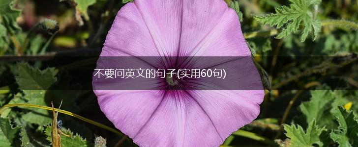 不要问英文的句子(实用60句),第1张