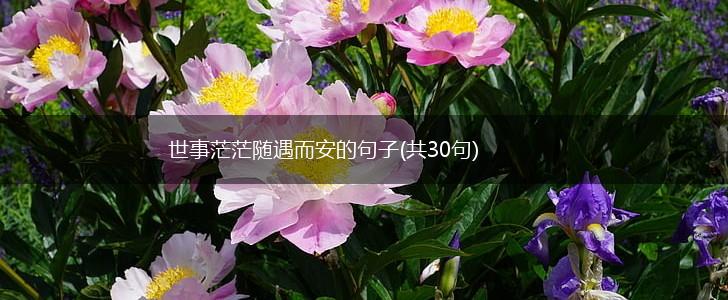 世事茫茫随遇而安的句子(共30句),第1张