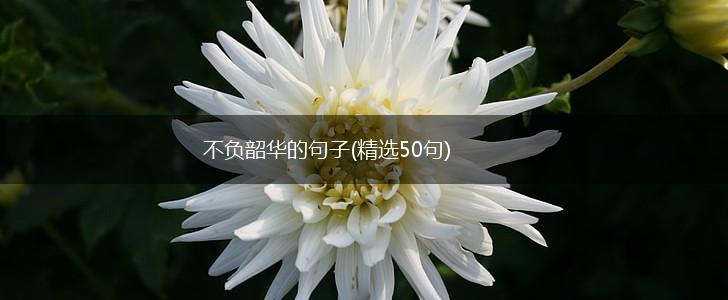 不负韶华的句子(精选50句),第1张