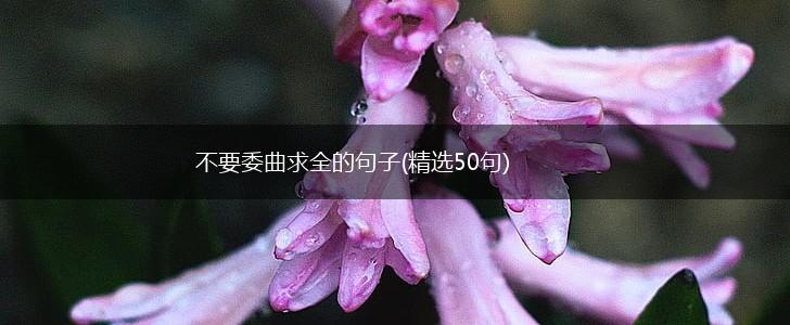 不要委曲求全的句子(精选50句),第1张