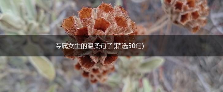 专属女生的温柔句子(精选50句),第1张