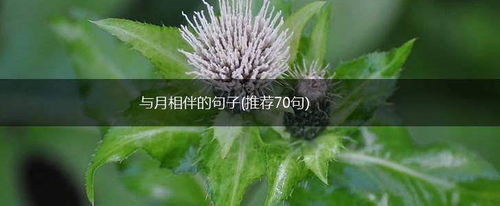 与月相伴的句子(推荐70句),第1张