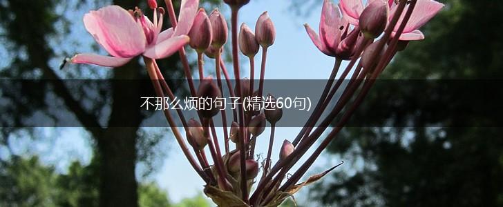 不那么烦的句子(精选60句),第1张