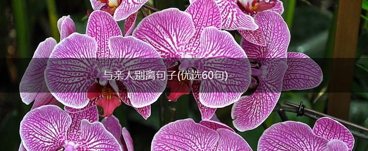 与亲人别离句子(优选60句),第1张