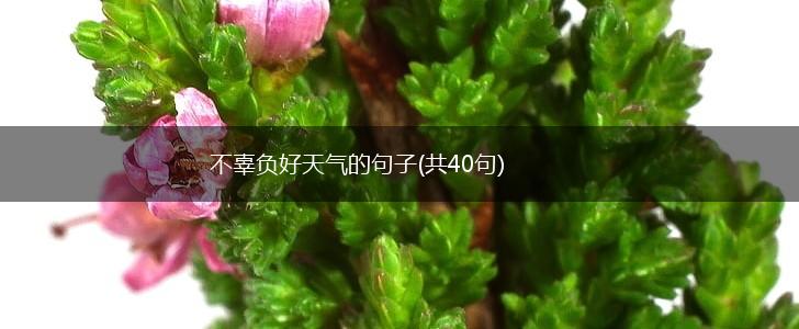不辜负好天气的句子(共40句),第1张