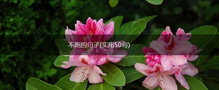 不跑的句子(实用50句),第1张