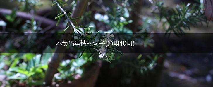 不负当年情的句子(通用40句),第1张
