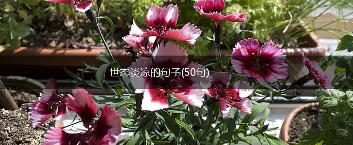 世态炎凉的句子(50句),第1张