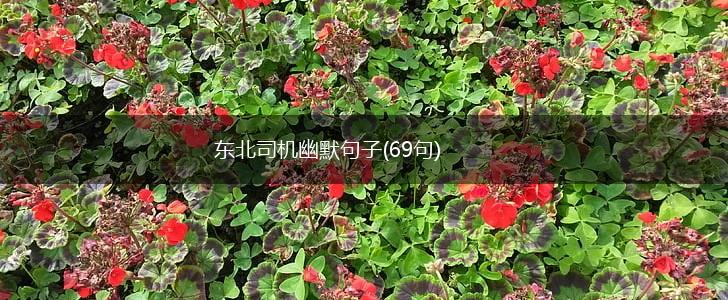 东北司机幽默句子(69句),第1张