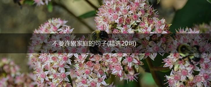 不要连累家庭的句子(精选20句),第1张
