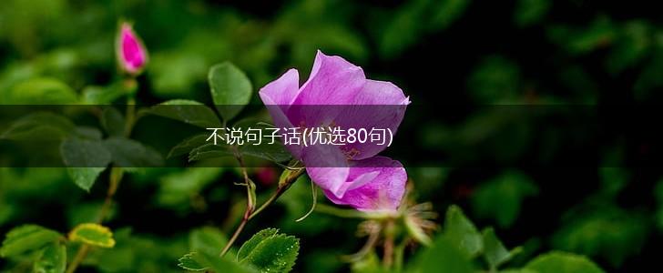 不说句子话(优选80句),第1张