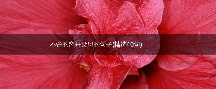 不舍的离开父母的句子(精选40句),第1张