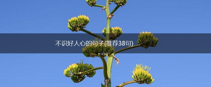 不识好人心的句子(推荐38句),第1张