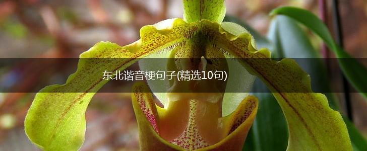 东北谐音梗句子(精选10句),第1张