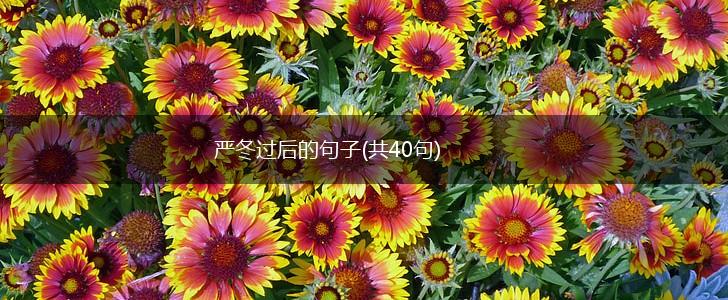 严冬过后的句子(共40句),第1张