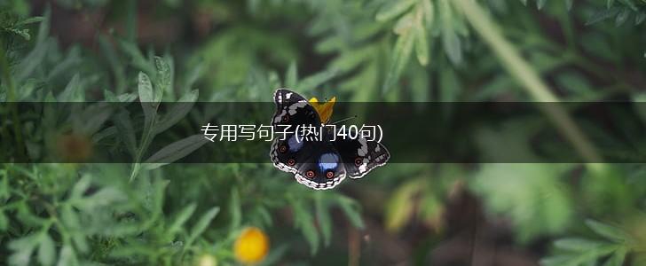 专用写句子(热门40句),第1张