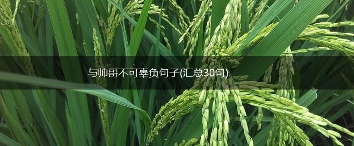 与帅哥不可辜负句子(汇总30句),第1张