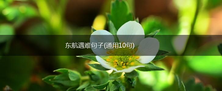 东航遇难句子(通用10句),第1张