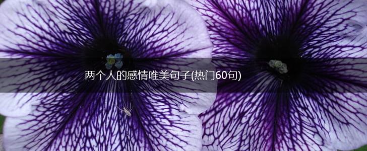 两个人的感情唯美句子(热门60句),第1张