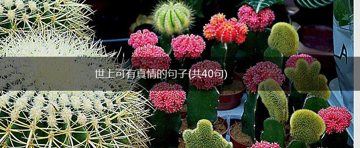 世上可有真情的句子(共40句),第1张