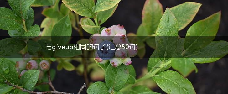 与giveup相同的句子(汇总50句),第1张