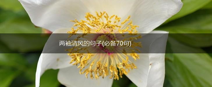 两袖清风的句子(必备70句),第1张