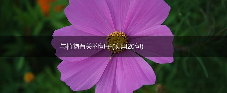 与植物有关的句子(实用20句),第1张