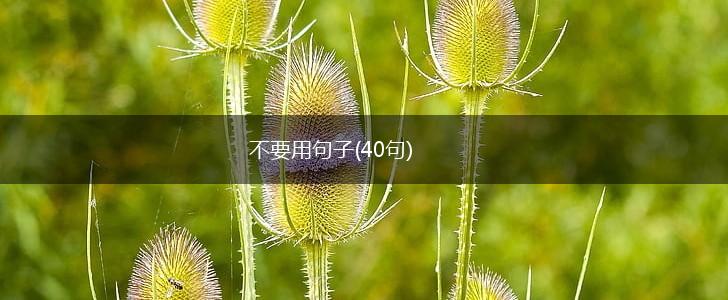 不要用句子(40句),第1张