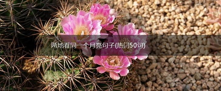 两地看同一个月亮句子(热门50句),第1张