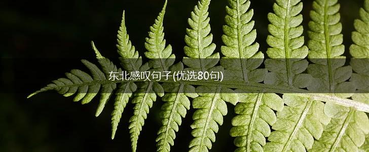 东北感叹句子(优选80句),第1张