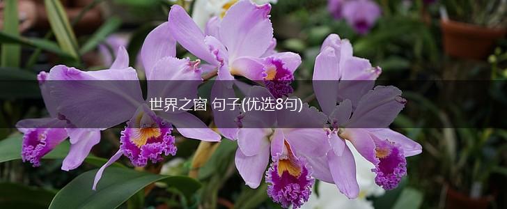 世界之窗 句子(优选8句),第1张