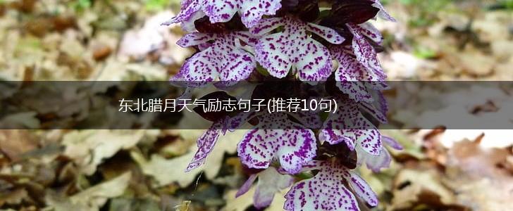东北腊月天气励志句子(推荐10句),第1张