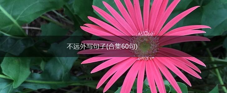 不远外写句子(合集60句),第1张