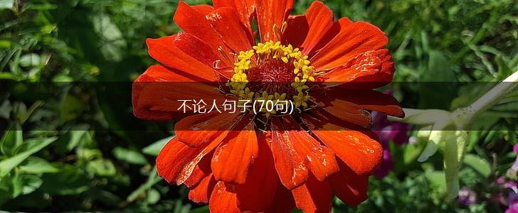 不论人句子(70句),第1张