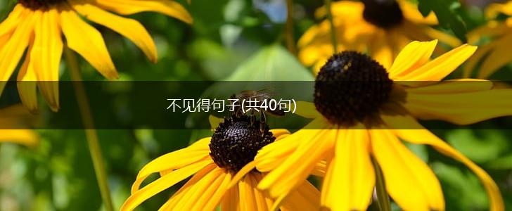 不见得句子(共40句),第1张
