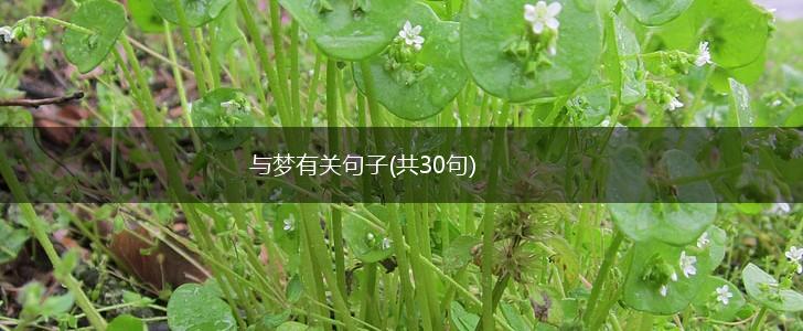 与梦有关句子(共30句),第1张
