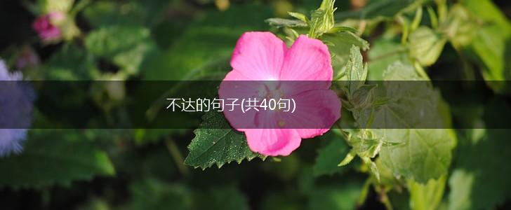 不达的句子(共40句),第1张