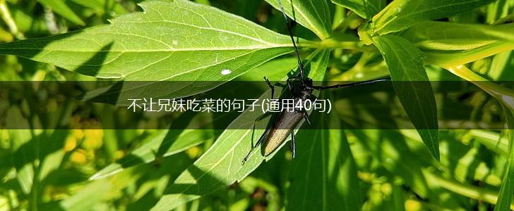 不让兄妹吃菜的句子(通用40句),第1张