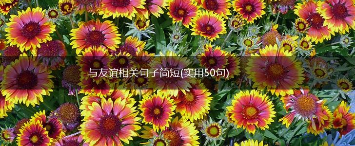 与友谊相关句子简短(实用50句),第1张