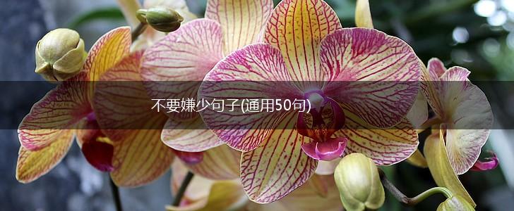 不要嫌少句子(通用50句),第1张