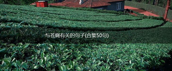 与苍蝇有关的句子(合集50句),第1张