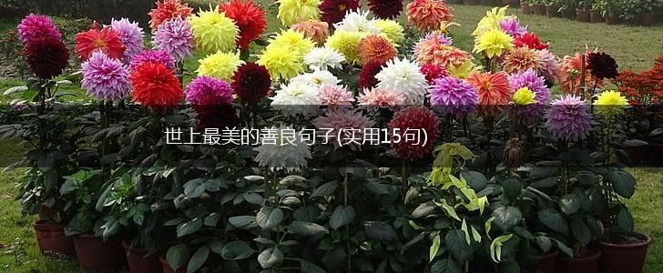 世上最美的善良句子(实用15句),第1张