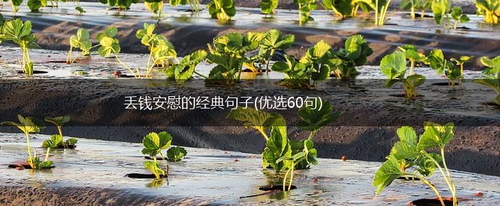 丢钱安慰的经典句子(优选60句),第1张