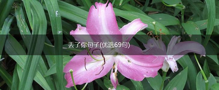 丢了你句子(优选69句),第1张
